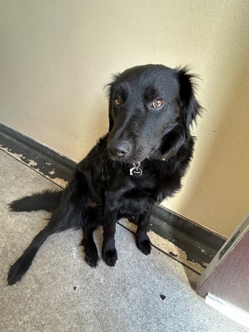 Border Collie – Ollie