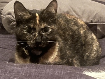 Friendly 3-Year-Old Cat Available for Adoption in Greensboro – Greensboro