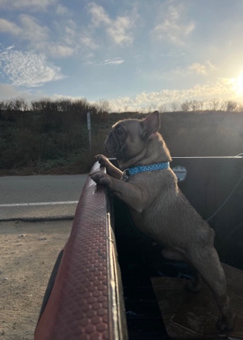 French Bulldog – rehoming my french bulldog