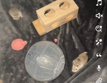 2 Roborovski Dwark Hamsters