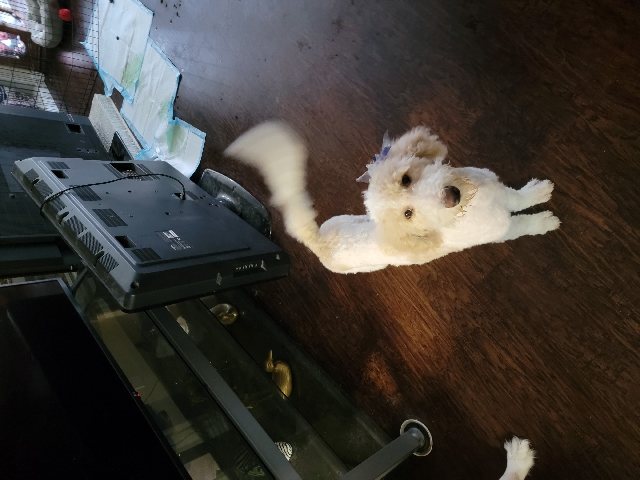 female parti goldendoodle