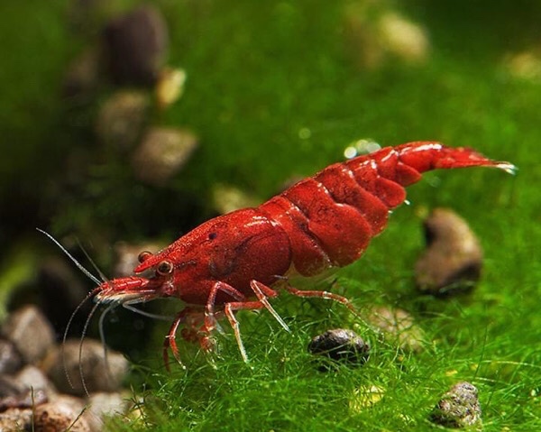 Cherry Shrimp