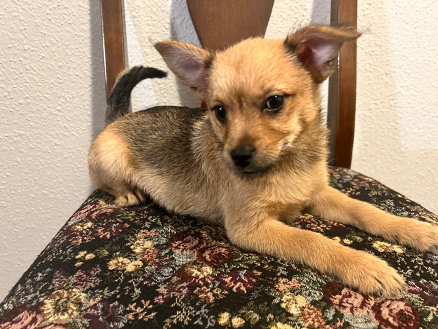 Chihuahua – I am gifted dogs