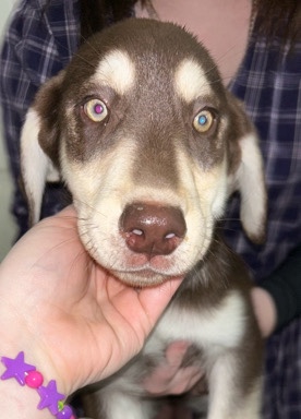 Labrador Husky – Husky/Black Lab mix