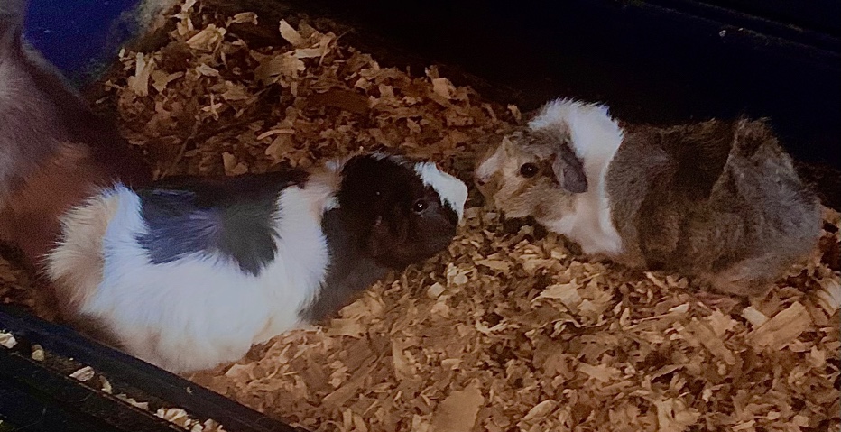 Guinea pups