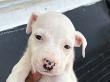 American Pit Bull Terrier – pitbull puppies – Philadelphia
