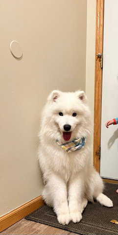 Samoyed – Purebred AKC Samoyed
