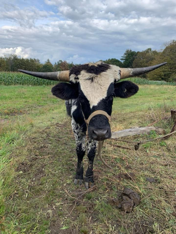 Spike Feb *** longhorn bull