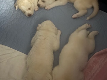 Siberian Husky – husky puppys for sale – Moca