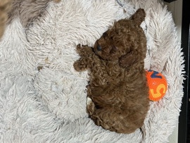 Poodle – vietnam Red toy poodle female – Abu Dhabi