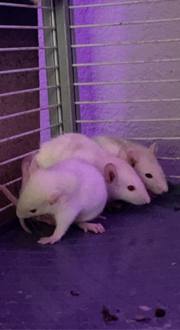 Any – Baby Rats