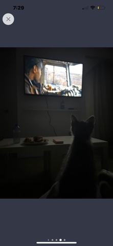 Aegean – chat à vendre