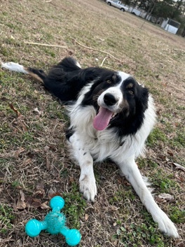 Border Collie – Collie (Messages TEXT ONLY) 2 0 6 2 2 7 7 5 2 2