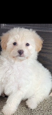 Pomeranian – pomapoo/21 weeks old $600