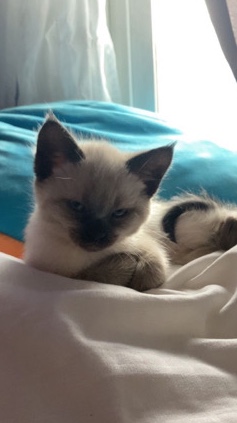 loving Balinese Kitten