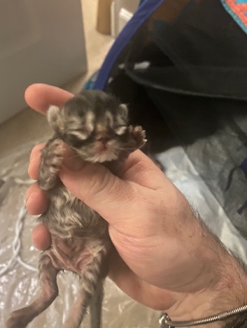 Persian (Modern) – Persian Kittens
