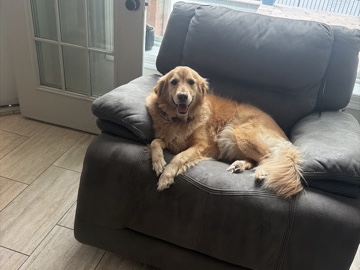 Golden Retriever – Golden retriever – Sugar Land