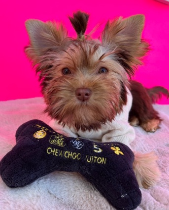 Yorkshire Terrier – Yorkshire Terrier Puppy Girl
