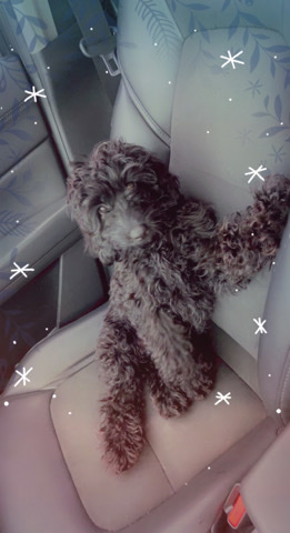 Chihuahua – cockapoo for sale
