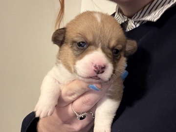 CKC Pembroke Welsh Corgi - Female 