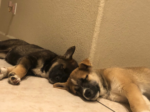 German Shepherd – Milo and Arlo