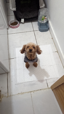 Dog-Toypoodle