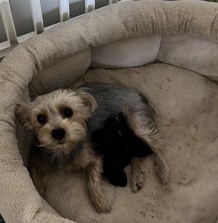Yorkshire Terrier – yorkie puppies