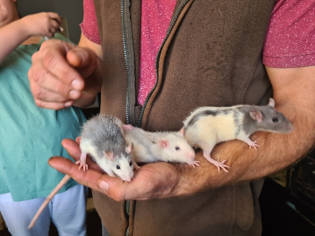 Any – very friendly rats all handled daily..