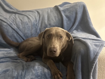Labrador Retriever – Rehoming 10 month old Silver Labrador