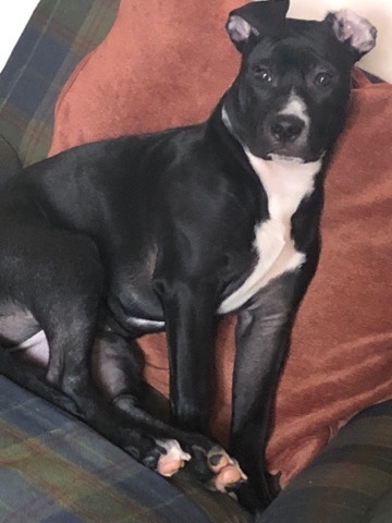American Pit Bull Terrier – mixed pit