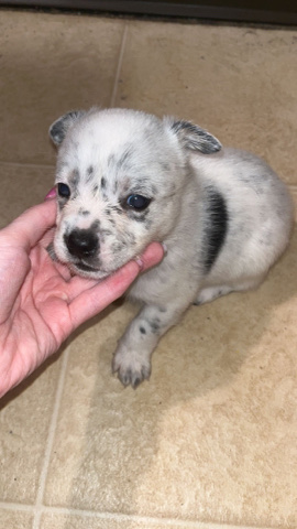Australian Cattle Dog – Cowboy Corgi Pups