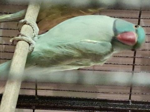 Indian Ringneck for Sale