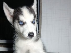 Siberian Husky – vendo filhotes Huskey Siberiano – Águas Lindas de Goiás