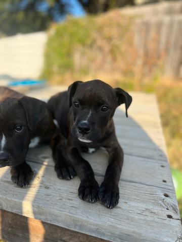 Pitbull/Boxer Mix puppies