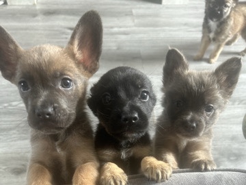 French Bulldog – French bulldog cross german Shepard puppies looking for their forever homes. – Chesterfield