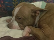 American Pit Bull Terrier – Sweet Olive looking for a calm loving home 🐶💛 – Kennesaw