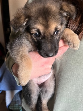 German Shepherd – German Shepherd female puppies