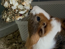 Two Male Guinea Pigs