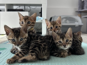 Bengal kittens 