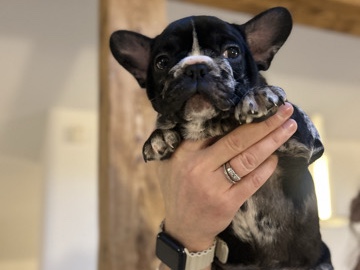 Exklusiv! Französische Bulldoggen Welpen.WORLDWIDE🌏