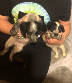 English Cocker Spaniel – cocker spaniels