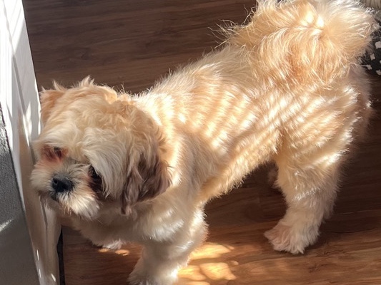 Lhasa Apso – Purebred Female Lhasa Apso – Bellwood
