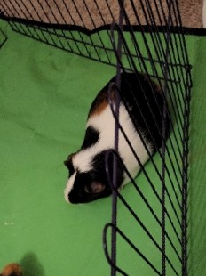 guinea pig