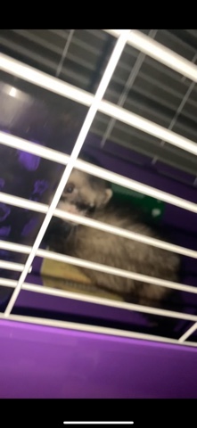 Any – Ferret