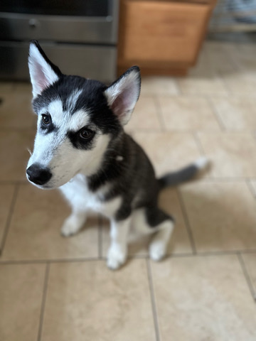 Siberian Husky – Siberian Husky - Moving & needs a new home