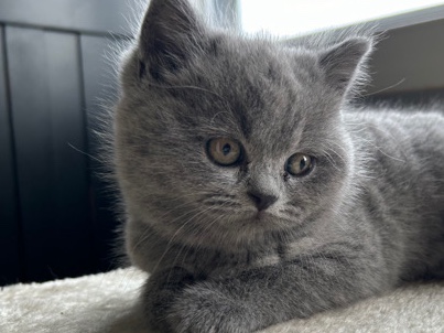British Shorthair – amber