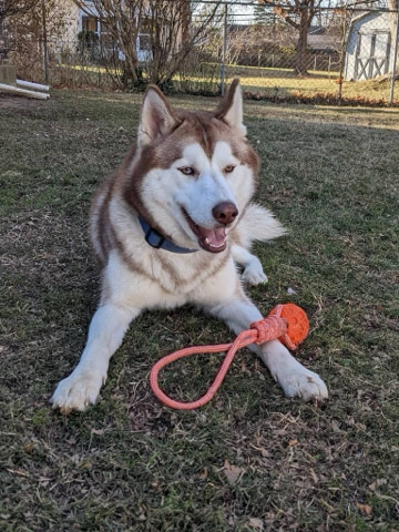 Siberian Husky – Baxter Siberian husky