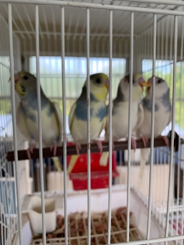 Budgerigar – Young Parakeets