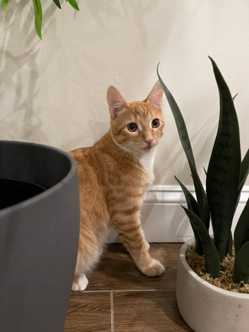 American Shorthair – Six months kitten for sale