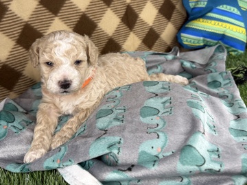 Poodle – toy poodle puppies – Ocoee